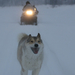 "Happy People a Year in the Taiga" de Werner Herzog