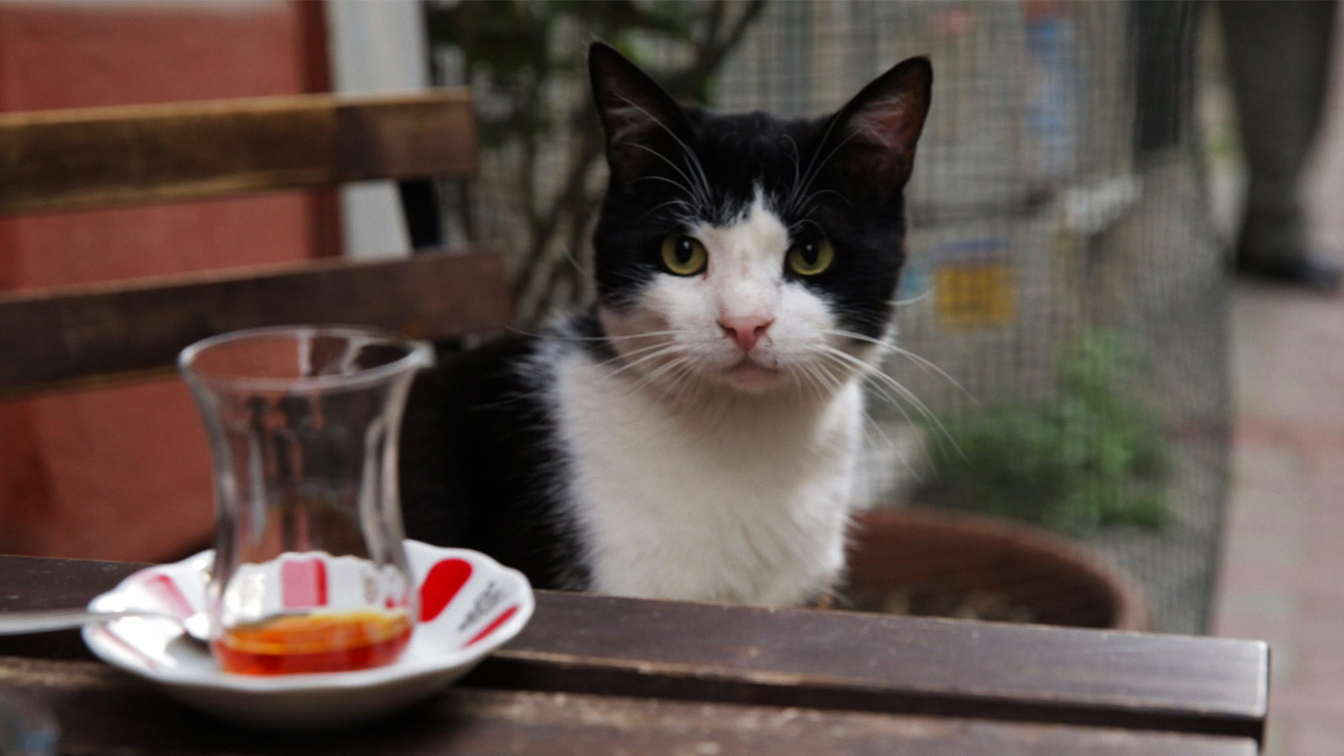 Kedi, des chats et des hommes
