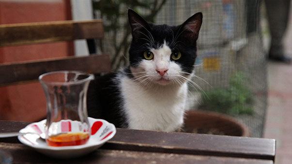 Kedi, des chats et des hommes