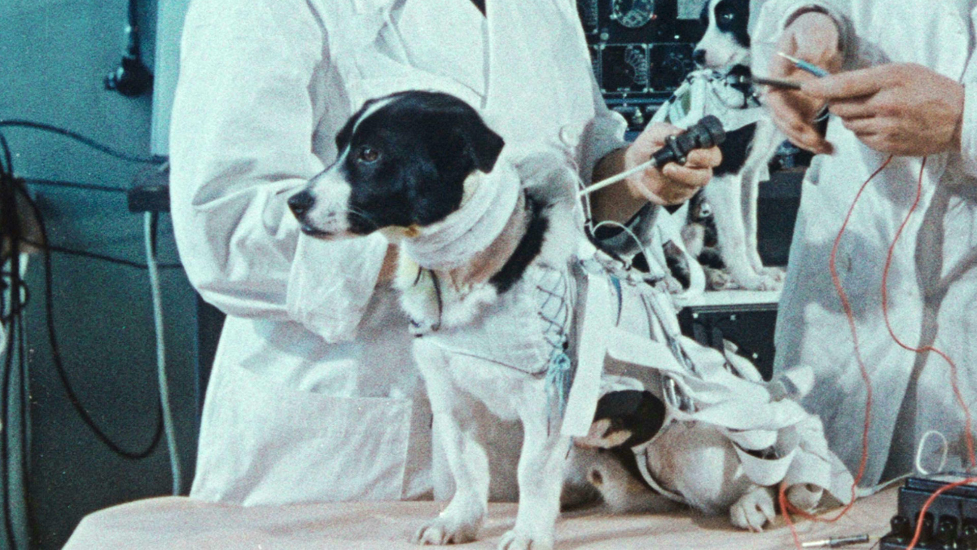 Space Dogs
