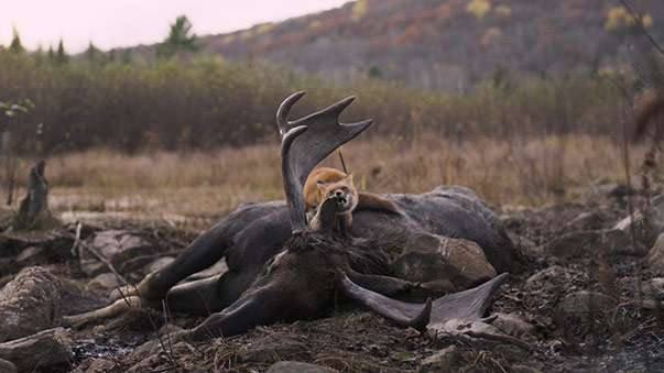 Festin boréal © Maison4tiers