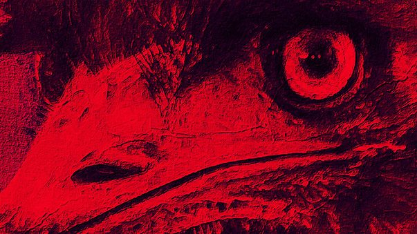 The Dark Emu Story © Blackfella Films