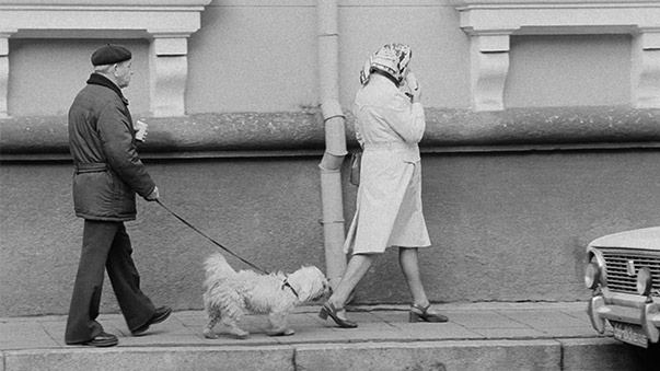 Animal urbain (Linnaloom) © Eesti Filmi Instituut