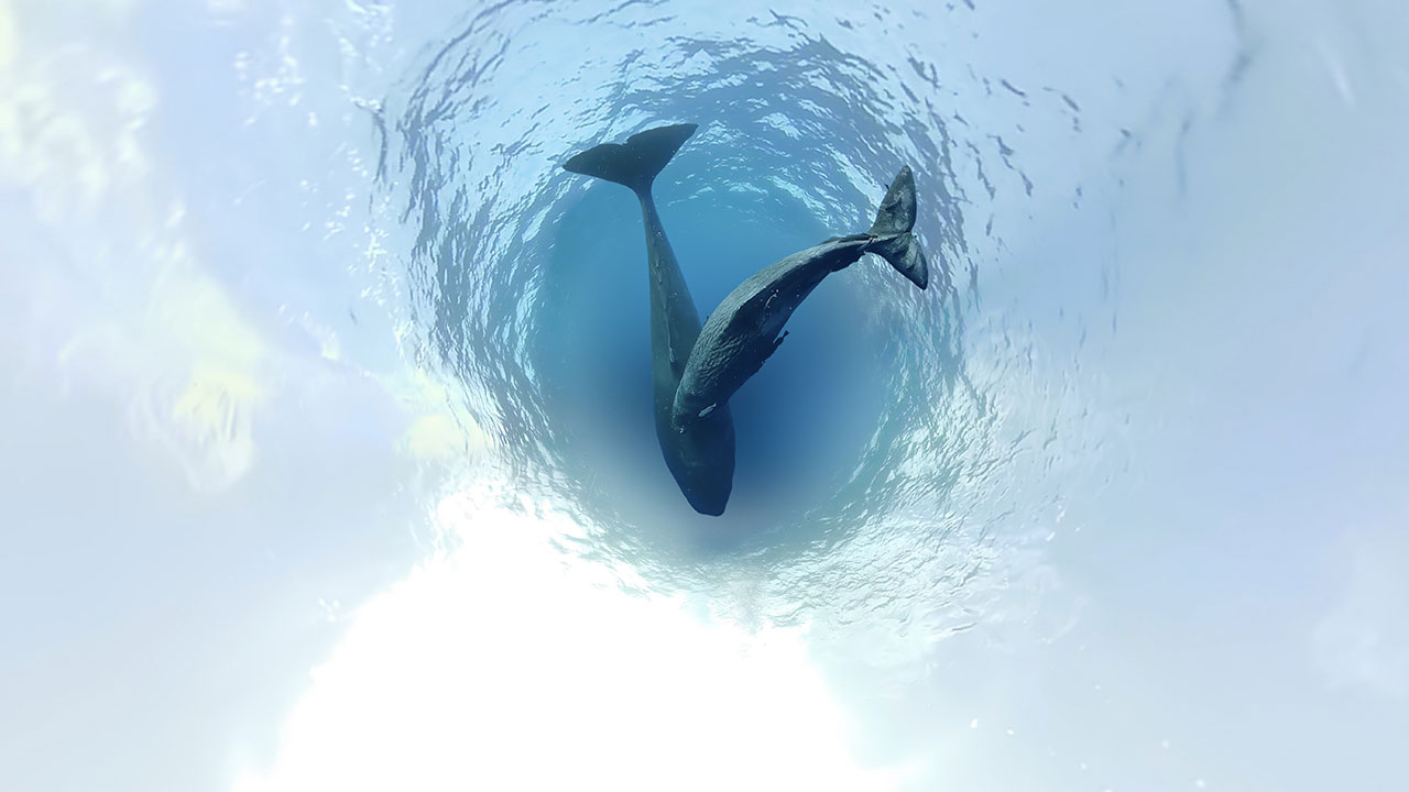 Cachalot © Wild Immersion