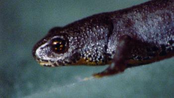 Gargantuan © John Smith