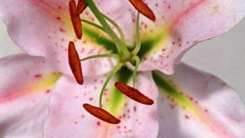 The Kiss © John Smith