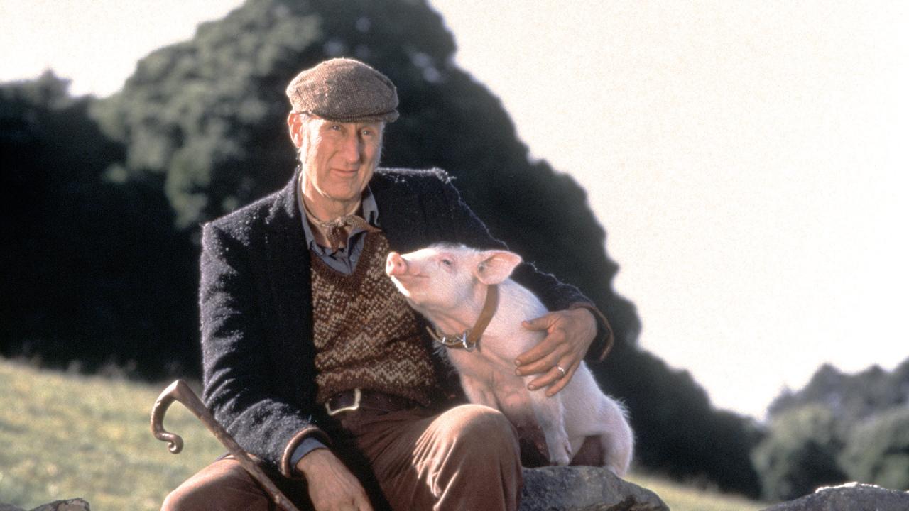 Babe le cochon devenu berger 