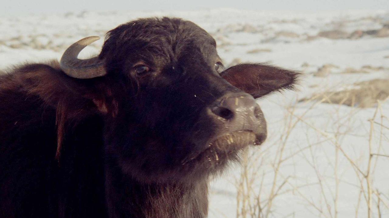 Border © Harutyun Khachatryan