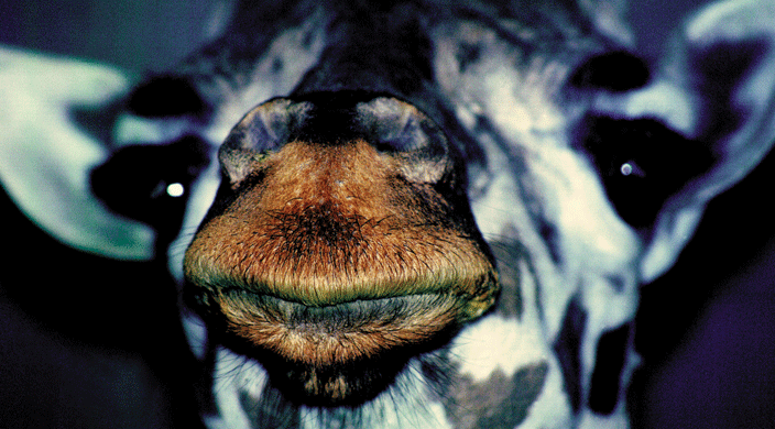 Shelly Silver - In Between #4