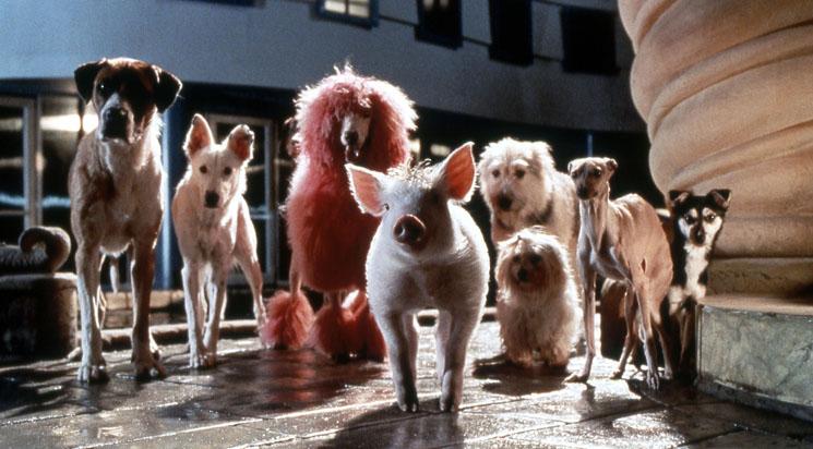 Babe, le cochon dans la ville