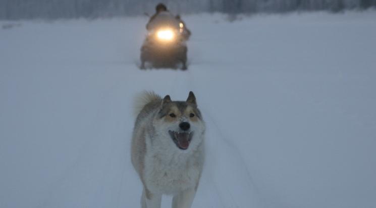 Happy people : A Year in the Taïga