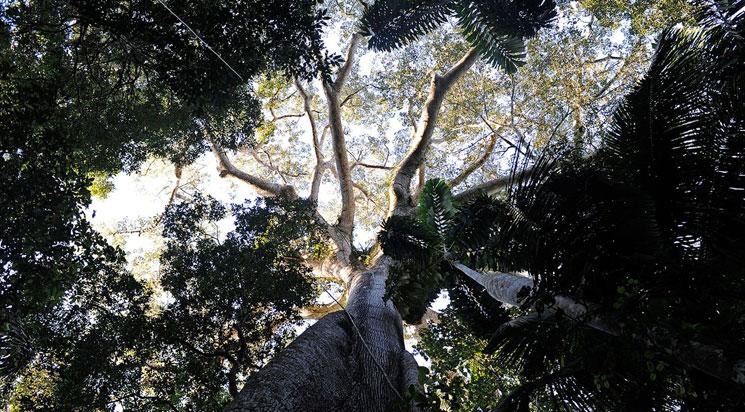 Il était une forêt
