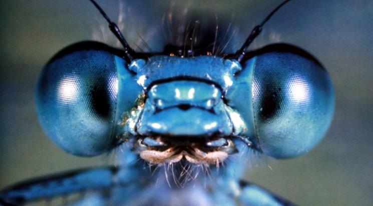 Microcosmos: le peuple de l’herbe