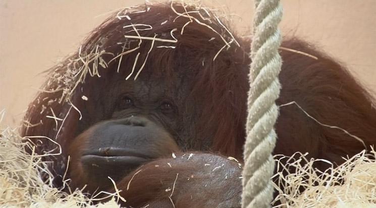 "Nénette" précédé de "La Projection"
