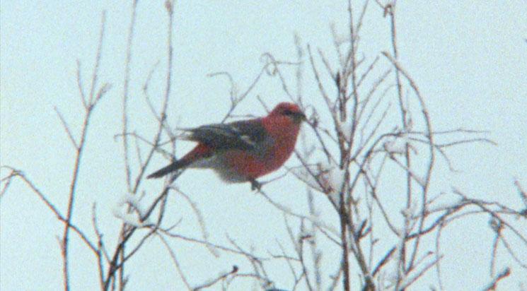 Optimism + Wild relatives