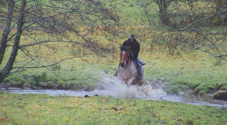 Saule Marceau + Los Arboles
