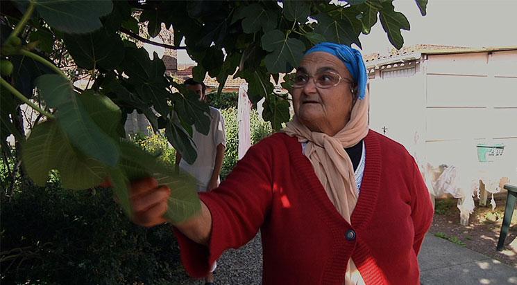 Un figuier au pied du terril