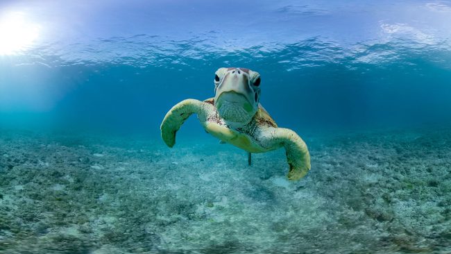 Tortue © Wild Immersion